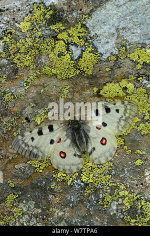 Mountain apollo butterfly (Parnassius apollo) crogiolarsi sulla roccia, Parco Nazionale dei Pirenei, Hautes Pirenei, Francia, giugno, specie vulnerabili. Foto Stock