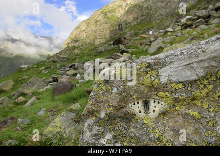 Mountain apollo butterfly (Parnassius apollo) crogiolarsi sulla roccia, Parco Nazionale dei Pirenei, Hautes Pirenei, Francia, giugno, specie vulnerabili. Foto Stock