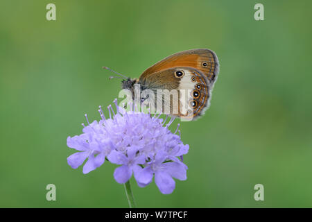 La brughiera di perla butterfly (Coenonympha arcania) sulla testa dei fiori, nei pressi di viscos, Parco Nazionale dei Pirenei, in Francia, in luglio. Foto Stock
