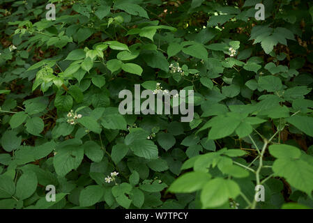 Arbusto di Rubus idaeus in fiore Foto Stock