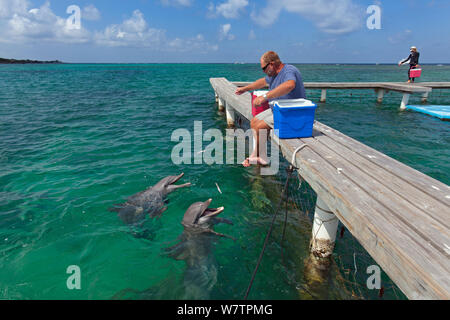 L'uomo alimentando due bottiglie di delfini dal naso (Tursiops truncatus) Marine Institute, isole di Bay, Honduras, febbraio 2008. Foto Stock
