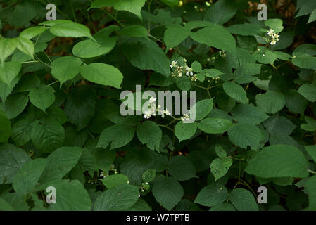 Arbusto di Rubus idaeus in fiore Foto Stock