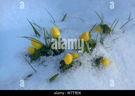 Aconitum invernale (Eranthis hyemalis) boccioli di fiori in snow, UK, febbraio. Foto Stock