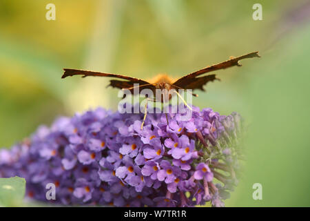 Testa sulla vista di una virgola butterfly (Polygonia c-album) alimentazione su Buddleia / Butterfly bush fiori (Buddleja davidii), giardino Wiltshire, Regno Unito, Settembre. Foto Stock