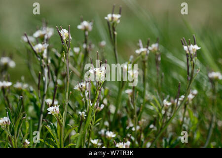 Pelosi Crescione amaro (Cardamine hirsuta) ammassarsi fioritura in Chalk prato pascolo, Wiltshire, Regno Unito, Aprile. Foto Stock