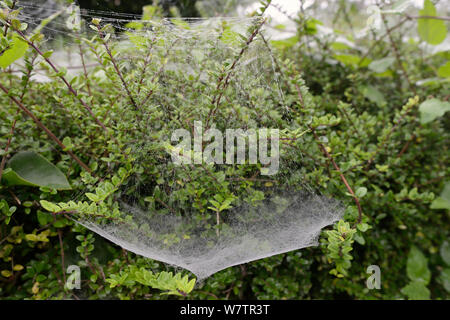 Web amaca di denaro spider / Amaca-weaver (Linyphidae) sospesa da numerose aggrovigliato fili di seta, Wiltshire giardino siepe, UK, Settembre. Foto Stock
