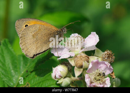 Prato farfalla marrone (Maniola jurtina) alimentazione su rovo fiori (Rubus fruticosa / plicatus) sul bordo del bosco, Wiltshire, Regno Unito, Luglio. Foto Stock