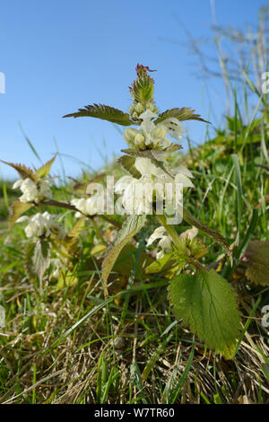 Basso angolo vista di morti bianche di ortiche Lamium (album) cresce su una banca sul ciglio della strada, Wiltshire, Regno Unito, Aprile. Foto Stock