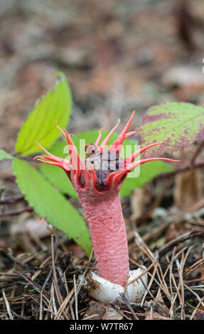 Starfish fungo (Aseroe rubra), Oxshott, Surrey, England, Regno Unito, Settembre. Foto Stock