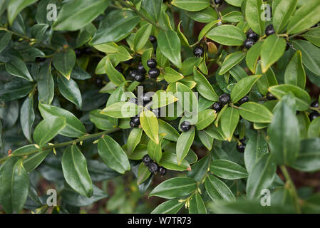 Sarcococca hoockeriana con frutta nera Foto Stock