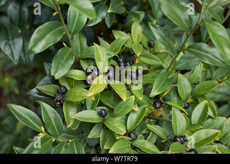 Sarcococca hoockeriana con frutta nera Foto Stock