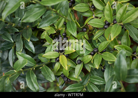 Sarcococca hoockeriana con frutta nera Foto Stock