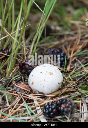 Starfish fungo (Aseroe rubra) corpo fruttifero, Oxshott, Surrey, England, Regno Unito, Settembre. Foto Stock