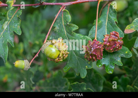 Knopper galli su farnia (Quercus robur) parco naturale de los Alcornocales, Knopper galli sono indotti chimicamente distorsioni causate dal fiele vespe (Andricus quercuscalicis) deposizione delle uova in acorn gemme, Surrey, England, Regno Unito, Settembre. Foto Stock