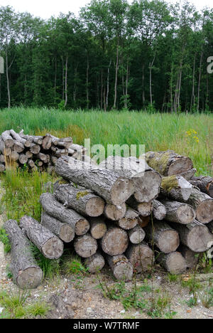 Alder (Alnus glutinosa) legno in cancellata alder carr con logpile e bosco rimanente in background, Norfolk, Inghilterra, Regno Unito, Agosto 2013. Foto Stock