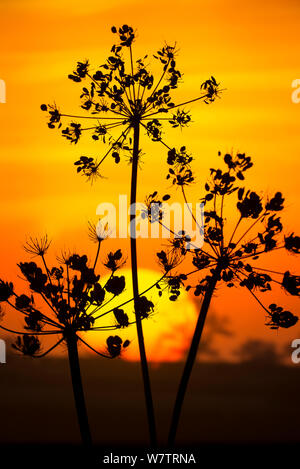 Hedge prezzemolo (Torilis japonica) seme head umbels, stagliano al tramonto, Norfolk, Inghilterra, Regno Unito. Ottobre. Foto Stock