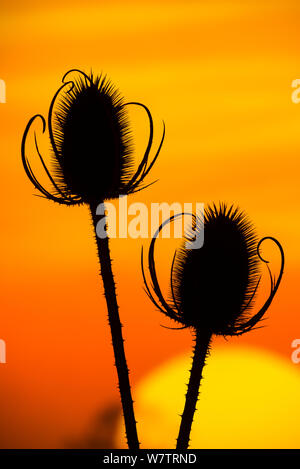 (Teasel Dipsacus fullonum) teste di seme stagliano al tramonto, Norfolk, Inghilterra, Regno Unito, ottobre. Foto Stock