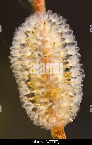 Di acqua dolce (Bryozoan Cristatella mucedo) colonia di zooids attaccato a una radice, Europa, giugno, condizioni controllate Foto Stock