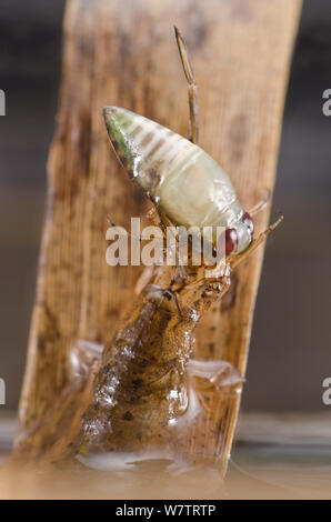 Minore di acqua argento beetle larva (Hydrochara caraboides) spingendo la sua preda fuori dall'acqua per immobilizzarla, Europa, giugno, condizioni controllate Foto Stock