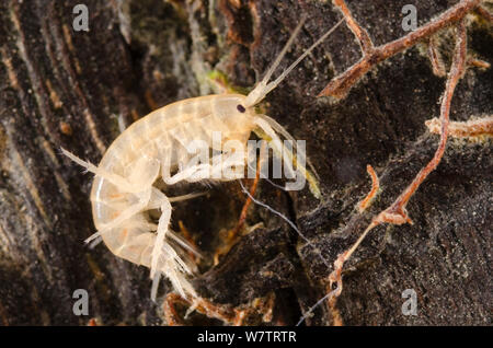 Scud (fossarum gammarus) amphipod acqua dolce crostacei, Europa, giugno, condizioni controllate Foto Stock