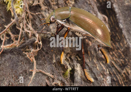 Minore di acqua argento beetle (Hydrochara caraboides) con bolla di aria sul suo lato inferiore, Europa, giugno, condizioni controllate Foto Stock