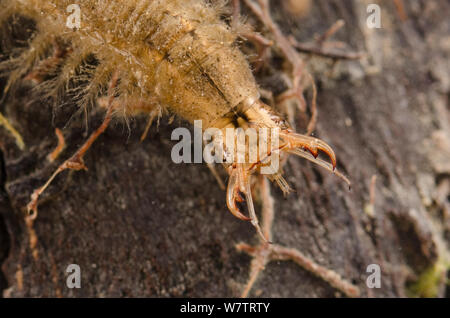 Minore di acqua argento beetle larva (Hydrochara caraboides) Europa, giugno, condizioni controllate Foto Stock