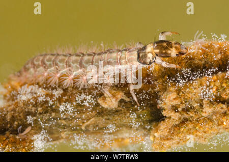 Libero-vivente caddisfly larva (Rhyacophilidae) esplorare piccole hydra, Europa, Luglio, condizioni controllate Foto Stock