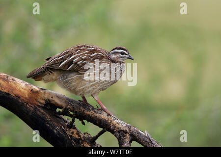 Crested Francolin (Francolinus sephaena) appollaiato sul ramo, Ndutu, Tanzania. Foto Stock