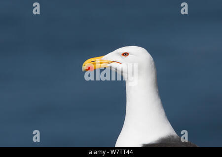 Grande nero-backed Gull (Larus marinus) ritratto di adulto, isola dei puffini, Anglesey, Galles del Nord, Regno Unito, Giugno. Foto Stock