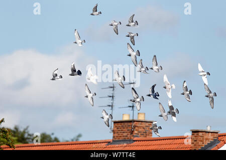 Piccioni domestici (Columia livia) gregge in volo sopra le case, Cheshire, Regno Unito, Giugno. Foto Stock