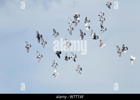 Piccioni domestici (Columba livia) gregge in volo sulla città, Cheshire, Regno Unito, Giugno. Foto Stock