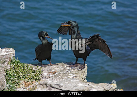 Il marangone dal ciuffo (phalacrocorax aristotelis) coppia arroccato su una scogliera, un'ala di essiccazione, isola dei puffini, Anglesey, Galles del Nord, Regno Unito, Giugno. Foto Stock