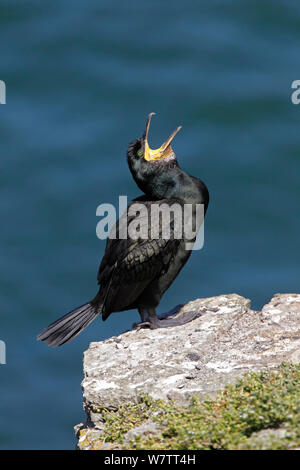 Il marangone dal ciuffo (phalacrocorax aristotelis) sbadigli appollaiato sulla roccia su una scogliera sull isola dei puffini, Anglesey, Galles del Nord, Regno Unito, Giugno. Foto Stock