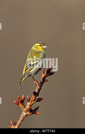 (Lucherino Carduelis spinus) maschio arroccato in cima di albero in giardino, Cheshire, Regno Unito, Aprile. Foto Stock