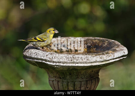 (Lucherino Carduelis spinus) maschio bere da bagno Uccelli nel giardino, Cheshire, Regno Unito, Aprile. Foto Stock
