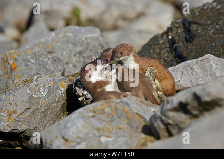 Ermellino (Mustela erminea) adulti con due giovani tra la riproduzione tra rocce, il Galles del Nord, Regno Unito, Giugno. Foto Stock