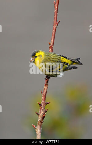(Lucherino Carduelis spinus) maschio arroccato nella struttura ad albero nel giardino, Cheshire, Regno Unito, Aprile. Foto Stock