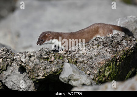 Ermellino (Mustela erminea) giovani tra rocce del Nord del Galles, UK, giugno.50506 Foto Stock