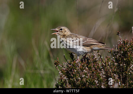 Tree Pipit (Anthus trivialis) cantare appollaiata su heather, il Galles del Nord, Regno Unito, maggio. Foto Stock