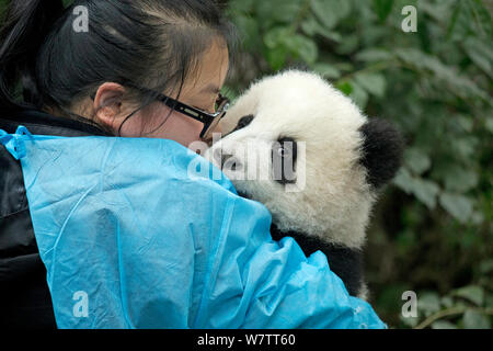 Panda gigante (Ailuropoda melanoleuca) cub con portiere. Chengdu, in Cina. Captive. Foto Stock