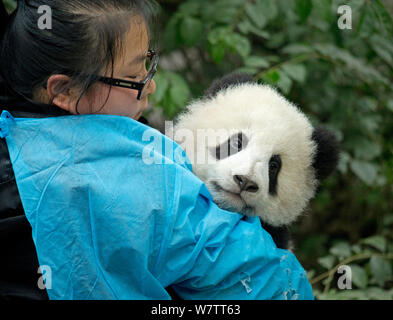 Panda gigante (Ailuropoda melanoleuca) cub con portiere. Chengdu, in Cina. Captive. Foto Stock
