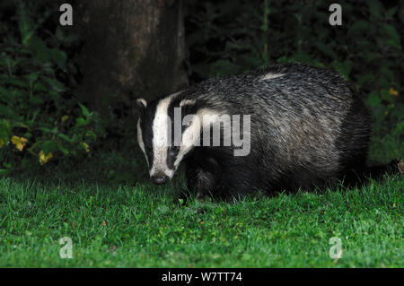 Giovani (Badger Meles meles) Foraggio di notte. Il Dorset, Regno Unito, Agosto. Foto Stock