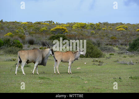 Eland (Tragelaphus oryx) bull odore di mucca. deHoop Riserva Naturale, Western Cape, Sud Africa. Foto Stock