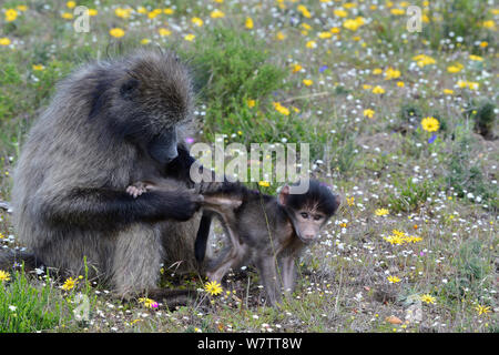 Chacma baboon (Papio hamadryas ursinus) femmina toelettatura del neonato. deHoop Riserva Naturale, Western Cape, Sud Africa. Foto Stock