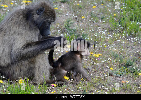 Chacma baboon (Paipo Hamadryas ursinus) femmina toelettatura del neonato. deHoop Riserva Naturale, Western Cape, Sud Africa. Foto Stock