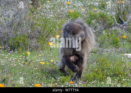 Chacma baboon (papio hamadryas ursinus) femmina con allattamento neonato. deHoop Riserva Naturale, Western Cape, Sud Africa. Foto Stock