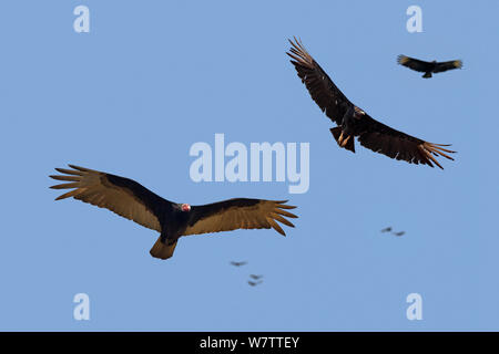 La Turchia Vulture (Cathartes aura) in volo tra il nero avvoltoi (Coragyps atratus) in Brasile. Foto Stock