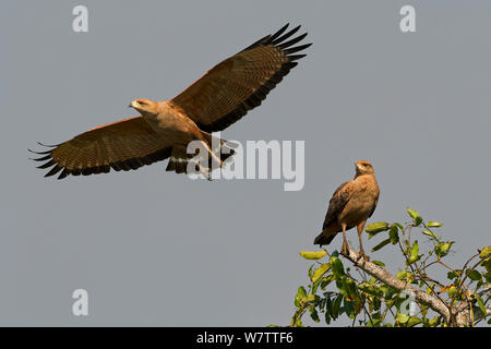 Falchi di savana (Buteogallus meridionalis) uno in volo e uno appollaiato, Pantanal, Brasile. Foto Stock