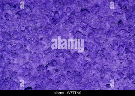 Immagine macro di un vibrante viola piatto spugna di lavaggio che mostra la disuniformità della superficie porosa con tutte le sue textured angoli e luoghi nascosti. Foto Stock