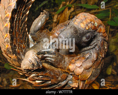 Long-tailed Pangolin (Uromanis tetradactyla) dispiegarsi stesso dalla postura protettiva Lokoue Bai. Odzala-Kokoua National Park, Repubblica del Congo. Foto Stock
